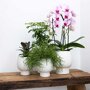 Witte orchidee en succulenten op rieten schaal